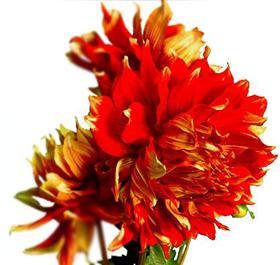 Red and Yellow Dahlia