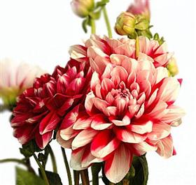 White With Red Dahlia