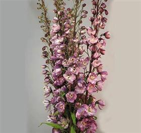 Lavender Hybrid Delphinium