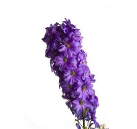 Purple Hybrid Delphinium