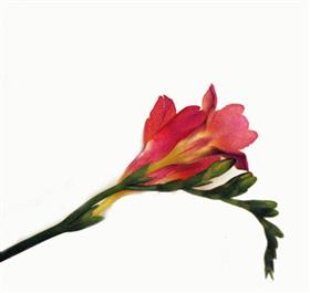 Pink Freesia