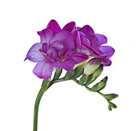 Purple Freesia