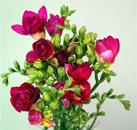 Hot Pink freesia