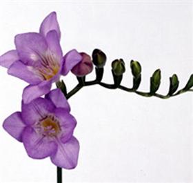 Lavender Freesia