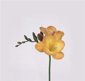 Peach Freesia