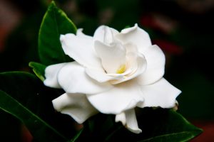 Gardenia