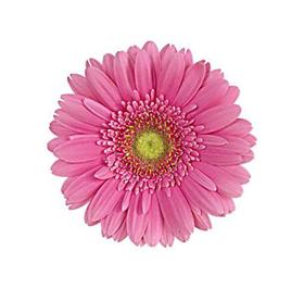 Pink Gerbera Daisy