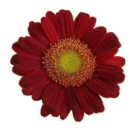 Burgundy Gerbera Daisy