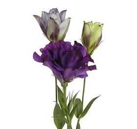 Purple Lisianthus