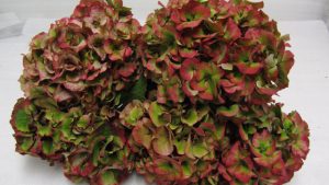 Antique Red Hydrangea