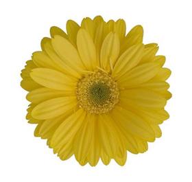 Yellow Gerbera Daisy