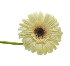 Ivory Gerbera Daisy