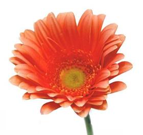 Peach Gerbera Daisy