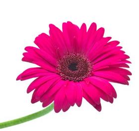 Hot Pink Gerbera Daisy