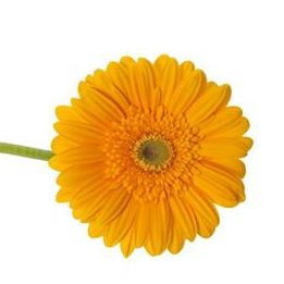 Golden Gerbera Daisy