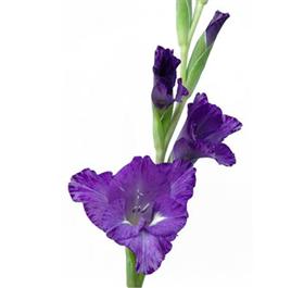 Purple Gladiolus