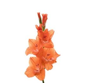 Orange Gladiolus