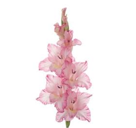 Light Pink Gladiolus