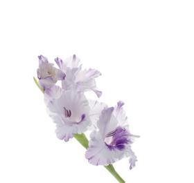 Lavender Gladiolus