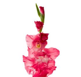 Hot Pink Gladiolus