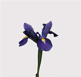 Dark Blue Iris