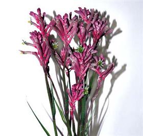 Pink Kangaroo Paws