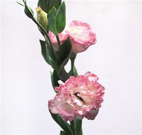 Pink Lisianthus