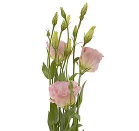 Light Pink Lisianthus