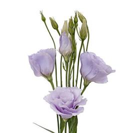 Lavender Lisianthus