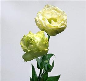 Green Lisianthus