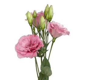 Dark Pink Lisianthus