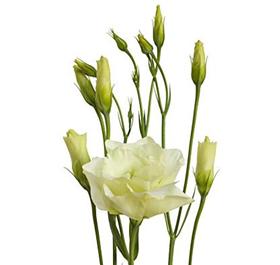 Cream Lisianthus