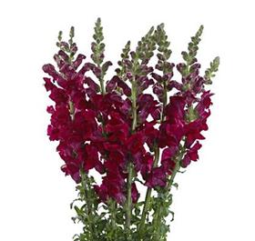 Burgundy Snapdragon