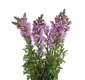 Lavender Snapdragon