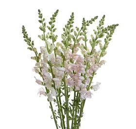 Pink/White Snapdragon