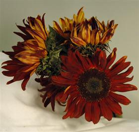 Brown Sunflower