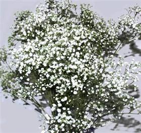 Gypsophilia Million Star (Baby's Breath) per stem.