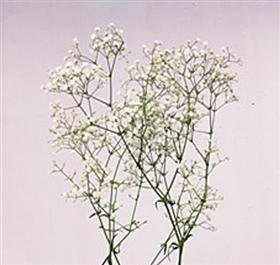 Gypsophilia New Love (per stem)