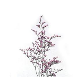 Pink Limonium Misty