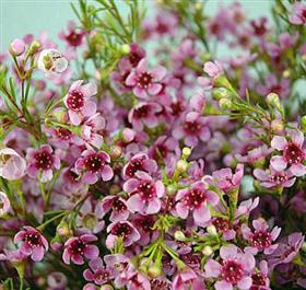 Lavender Waxflower