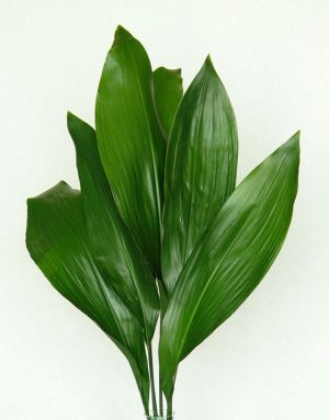 Aspidistra Leaves