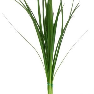 Lily Grass