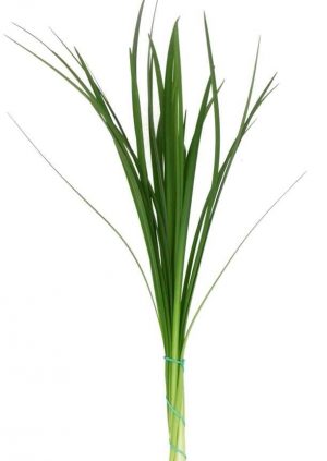 Lily Grass