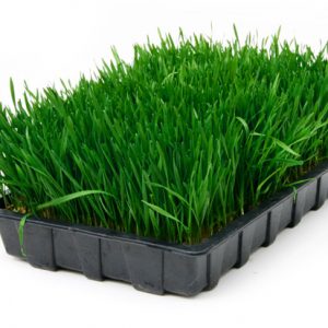 Wheat Grass Tray