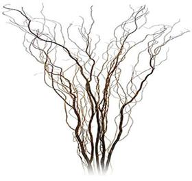 Medium Curly Willow Branch