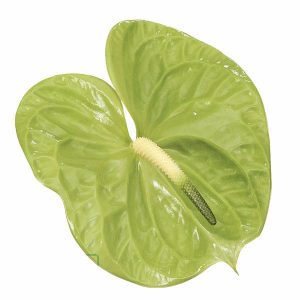 Green Extra Large Anthurium