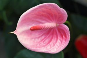 Pink Medium Anthurium