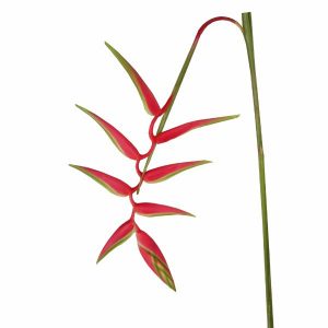 Heliconia