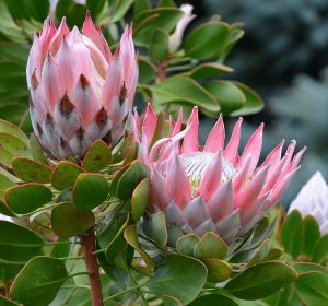 Pink Banksia Protea