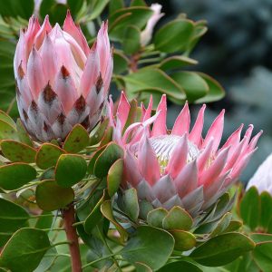 Pink Banksia Protea